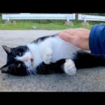 駐車場のハチワレ猫がモフられにきた(YouTube)