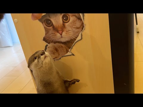 カワウソと猫にトリックアートを見せたらこっちが驚いた I showed the otter and the cat some trick art and I was amazed.(YouTube)