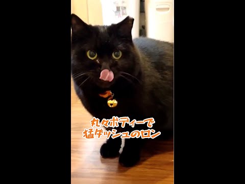 黒猫ロンのおデブボディー猛ダッシュ #shorts(YouTube)