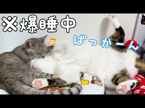 全力で甘えながらパッカーンして寝てる猫チロさん(YouTube)