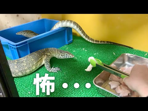 凶暴な２匹のオオトカゲに鶏肉を与えると・・・(YouTube)