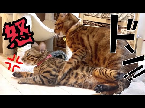 ワガママ息子猫がボス母猫に乗ってブチ切れされそうです…(YouTube)