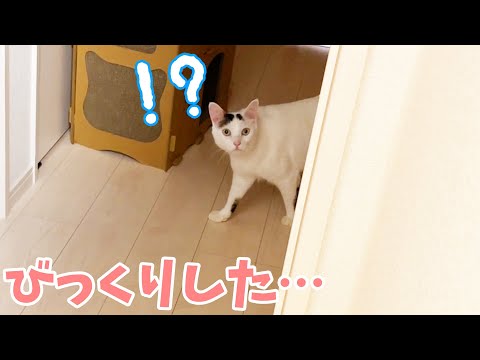 モモちゃんとのかくれんぼでチロと出会いましたｗ(YouTube)