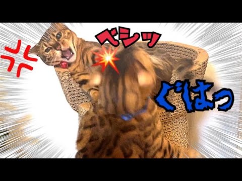 激しい夫婦喧嘩後に旦那猫が恋しくなる嫁猫ベルが可愛い(YouTube)