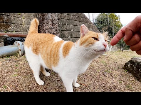 公園の広場に行ったら、あちらこちらで地域猫がくつろいでいた(YouTube)