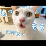 お昼ごはん催促でさりげなく「はげ」という猫チロさん(YouTube)