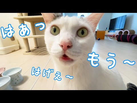 お昼ごはん催促でさりげなく「はげ」という猫チロさん(YouTube)