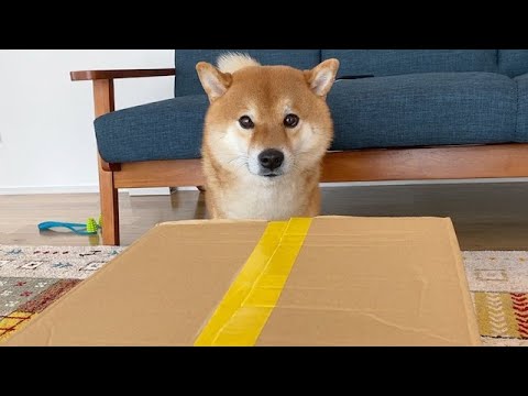 柴犬さんに、ママがネットで買った謎の箱を捧げてみた。(YouTube)