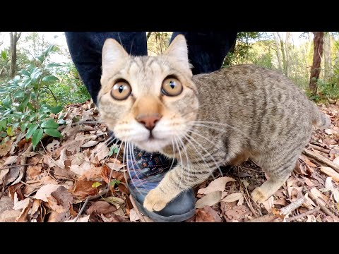 元気すぎる子猫の姉妹が山道を駆け回る(YouTube)
