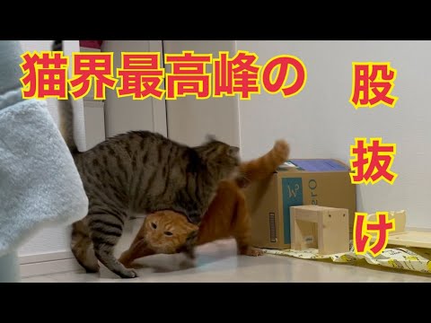 尻尾ボアボアになりながら走り回る猫がかわいい！(YouTube)