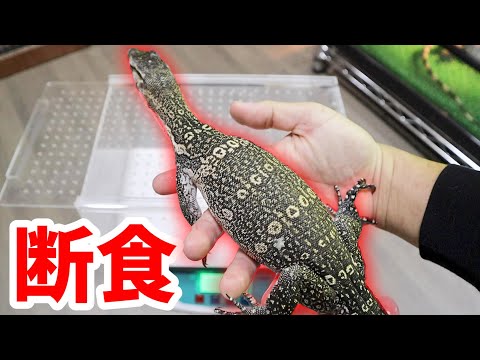 10日間オオトカゲにご飯を与えないと驚きの変化が起こりました(YouTube)