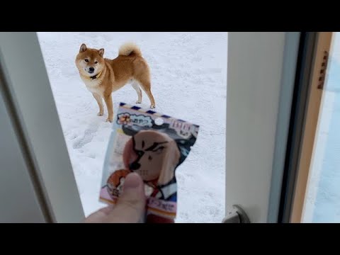 柴犬が家に入りたがらない時は、巧妙な心理戦になる。(YouTube)