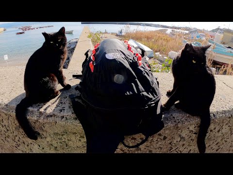 黒猫たちが黒いリュックを仲間と間違えて集まってきたw(YouTube)