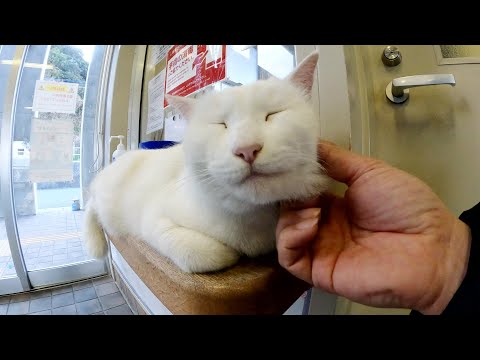 暖かい待合室の中で我が物顔でリラックスする猫たち(YouTube)