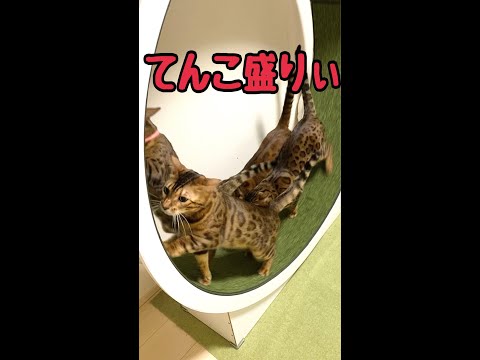 回し車ベンガル猫てんこ盛り〜🐈🐈🐈🐈 #shorts(YouTube)
