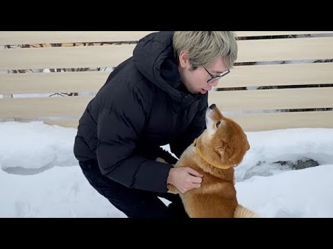 朝からやる気が出ない柴犬に一本の朗報を伝えると。(YouTube)