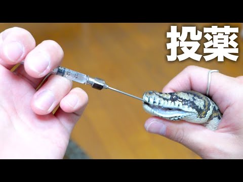 蛇にお薬、こうやって飲ませます(YouTube)