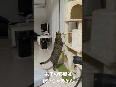 寝てるメス猫を覗いて怒られるオス猫(YouTube)