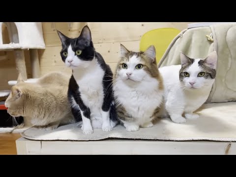 おやつを片付け忘れたら猫の窃盗団に強奪されました(YouTube)