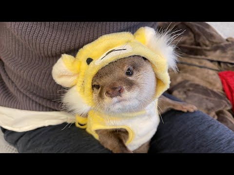 やたらわちゃわちゃして始まる2022年のカワウソ猫たち Cat and Otter in the Year 2022 Start Getting All Messy(YouTube)