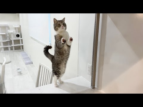 手作りご飯を作ってたら待ちきれない猫がこうなってました…笑(YouTube)
