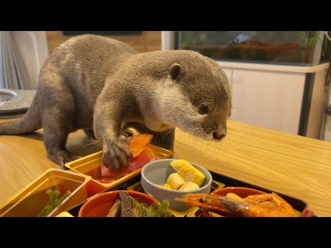 カワウソが初めてのおせちでまさかの反応と予想通りの反応！Otter’s Unexpected Reaction to Its First Osechi(YouTube)