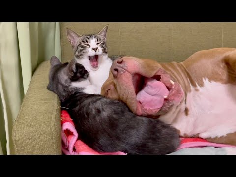 【保護猫とピットブルの絆】ありえない光景に心が癒される(YouTube)