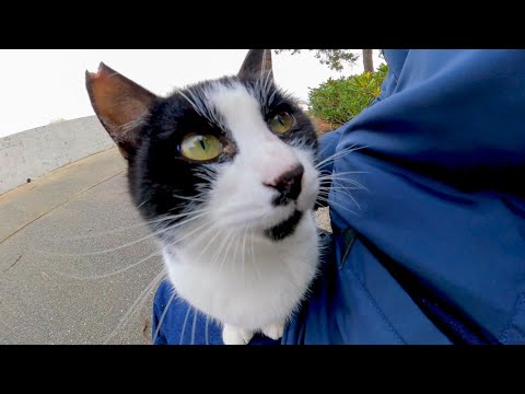 人を見るとモフられに駆け寄ってくる野良猫が可愛過ぎる(YouTube)