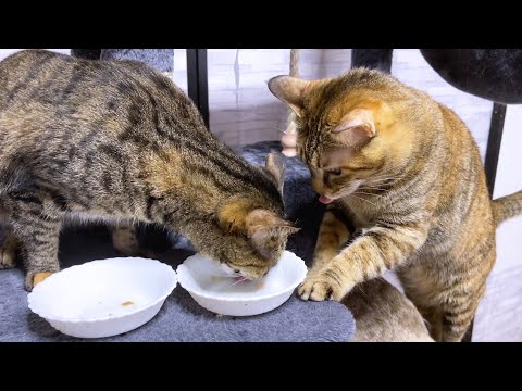 姉猫に大好きなちゅ～るを食べられても前向きな麦わら猫♥(YouTube)