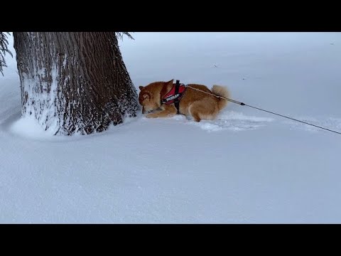 吹雪の中、居座る柴犬。(YouTube)