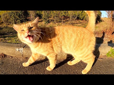 元旦に公園へ行ったら、虎みたいな猫が可愛い声で新年の挨拶をしてくれた(YouTube)