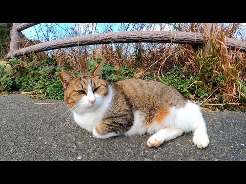 駐車場に集まっていた野良猫達をナデナデしてきた(YouTube)