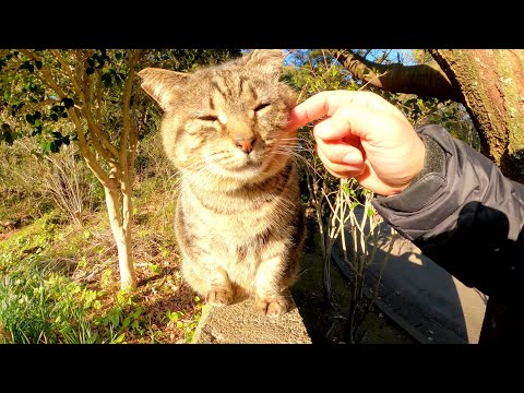 ぽっちゃりキジトラ猫とスリムな灰色猫が塀に並んでモフられる(YouTube)