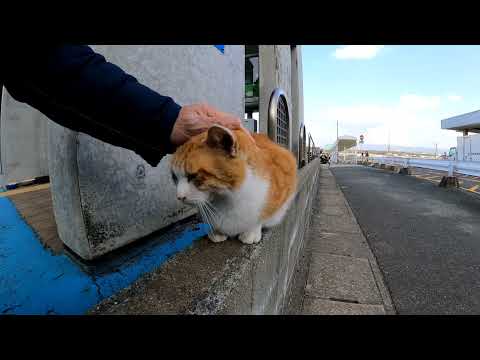 【今週のボツ動画】短い野良猫動画まとめて公開2022/1/1w(YouTube)