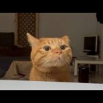 世界一サーモンを食べるのが遅い猫。(YouTube)