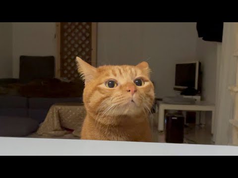 世界一サーモンを食べるのが遅い猫。(YouTube)