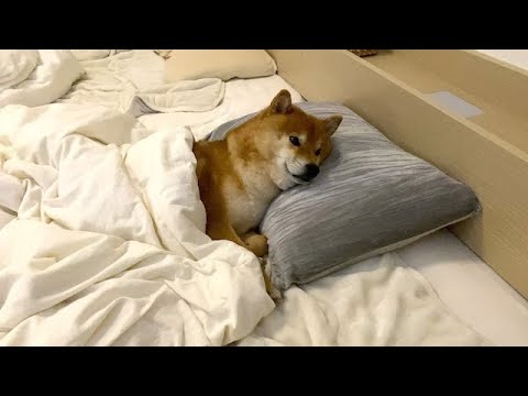 柴犬、雪で前に進めないヤバい夜。(YouTube)