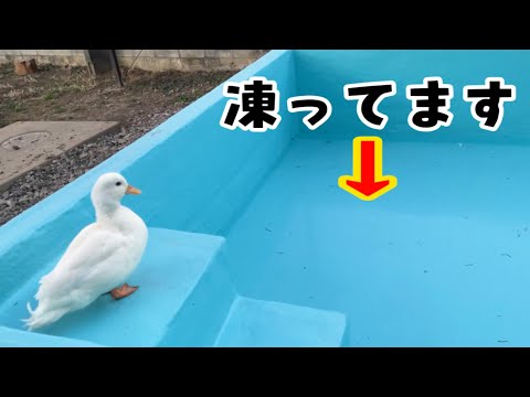 プールが凍ってると知らずにダイブするアヒル(YouTube)