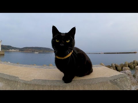 防波堤に黒猫がいたので撫でると降りてきて足元にスリスリしてきてカワイイ(YouTube)