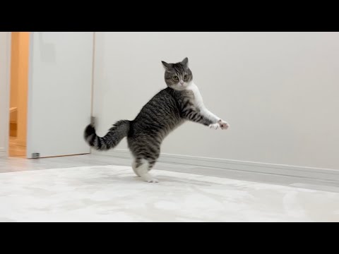 お気に入りのカーペットを洗ったら猫がおかしくなっちゃいました…(YouTube)