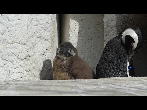 「西園の鳥」2022年1月19日10時30分撮影(YouTube)