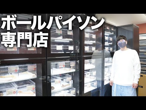 【総勢300匹越え】最新オープンのボールパイソン専門店に遊びに行きました(YouTube)