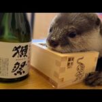 カワウソがカワウソのお酒を飲む！？ Otters drink otter alcohol!？(YouTube)