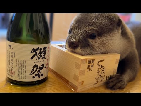 カワウソがカワウソのお酒を飲む！？ Otters drink otter alcohol!？(YouTube)