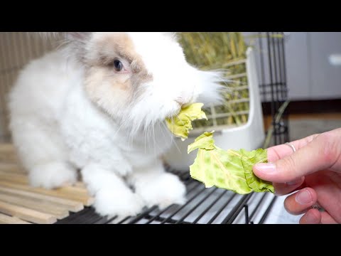 咀嚼音が気持ちよいパリッパリの乾燥キャベツ(YouTube)