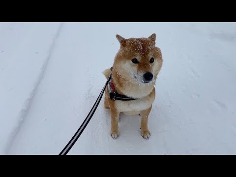 風が強すぎて散歩を諦めかける柴犬。(YouTube)