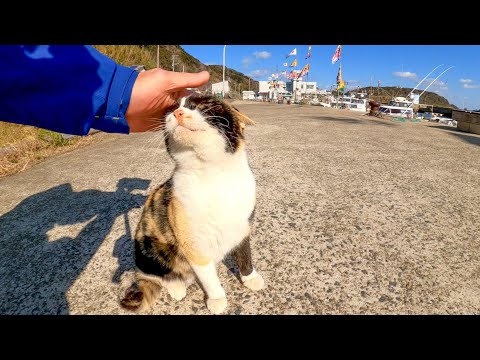 漁港で三毛猫を撫でるとキジトラ猫も撫でられにやって来た(YouTube)