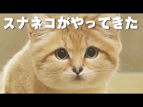 【動物園の裏側】スナネコが動物園にやってくるまで(YouTube)
