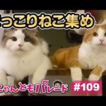 【猫動画】ほっこりねこ集め〜にゃんともパレード〜(YouTube)