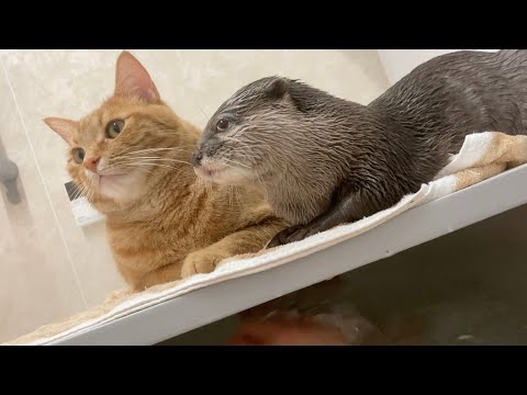 猫と一緒に風呂でくつろぐカワウソ otter relaxing in the bath with a cat(YouTube)